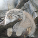 Illustration for article titled Caturday - Octolobus manul Edition